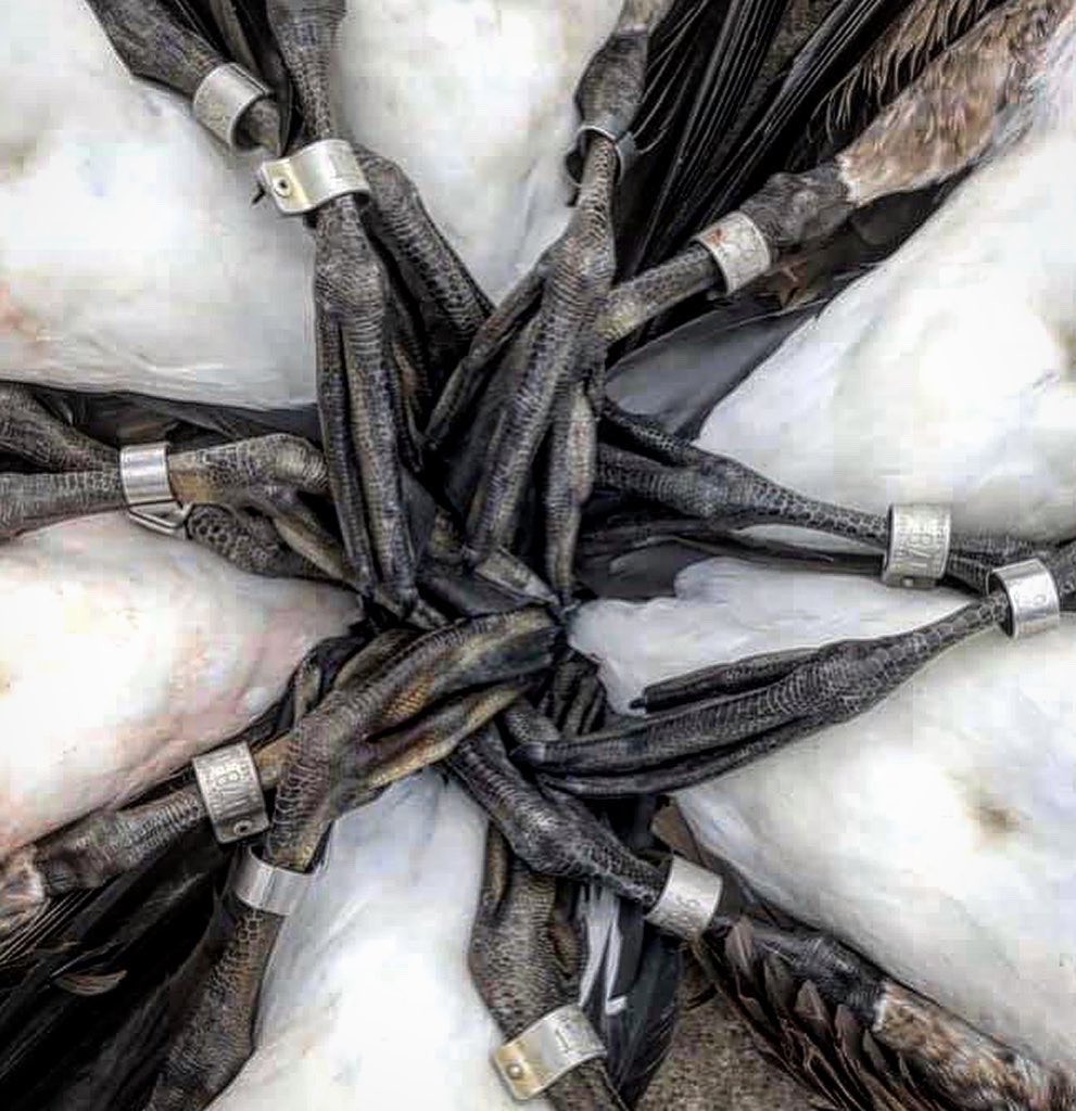 Duck Wild Waterfowl tweet media