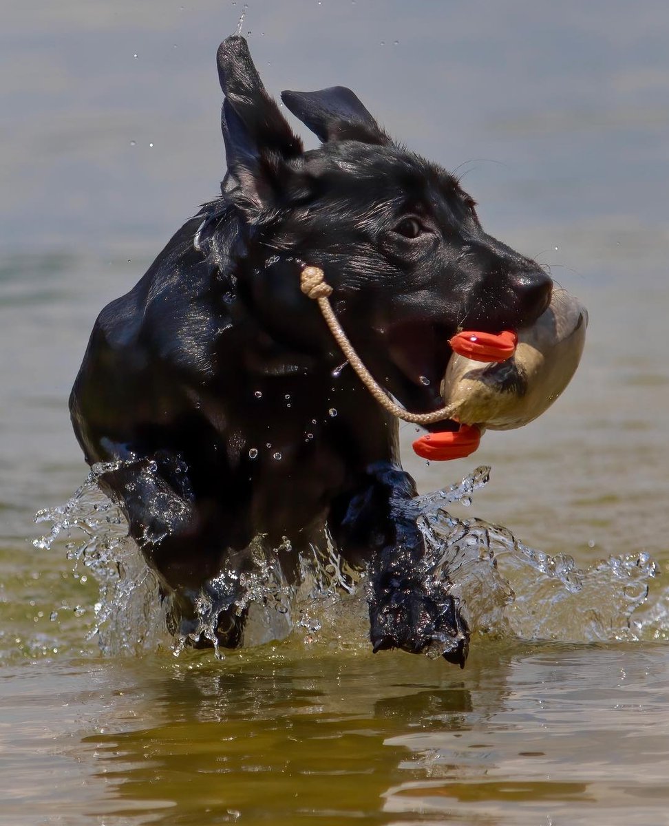 RealtreeDog's tweet photo. Comin' in hot 🦆

📷 @of_the_field on Instagram https://t.co/W0H7iCJO76