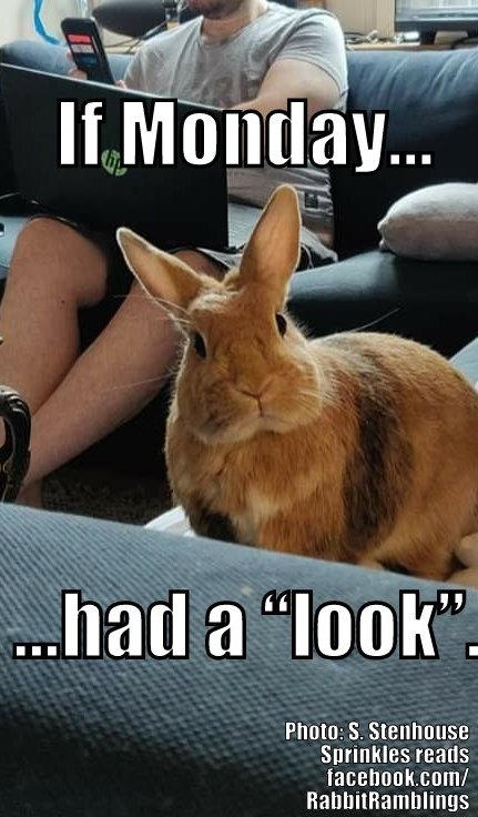 Rabbit Ramblings on Twitter: Rabbit Ramblings on Twitter: