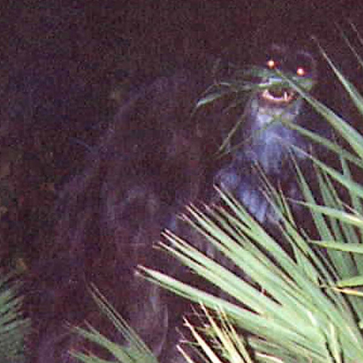 Florida is only known for its sightings of what's called the "skunk ape" -- an upright humanoid creature known for smelling like rotten eggs. It's also claimed by AR, NC, and AL, but the vast majority of sightings are Florida.