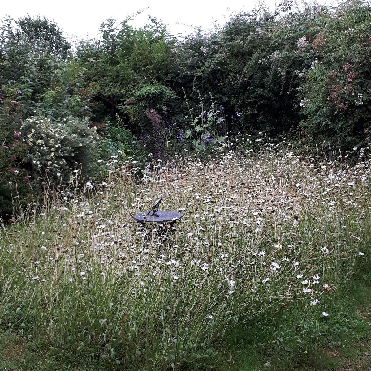 stephenpalmer's tweet photo. This is the 14th photo in my weekly series recording the growth & #flowering of #OxeyeDaisies in my #OxeyeDaisyProject #LeucanthemumValgareProject. #Flowers are past their best but are still attracting birds, #butterflies & #bees. #biodiversity #mindfulgardening #ecopsychology https://t.co/y47pPs402K