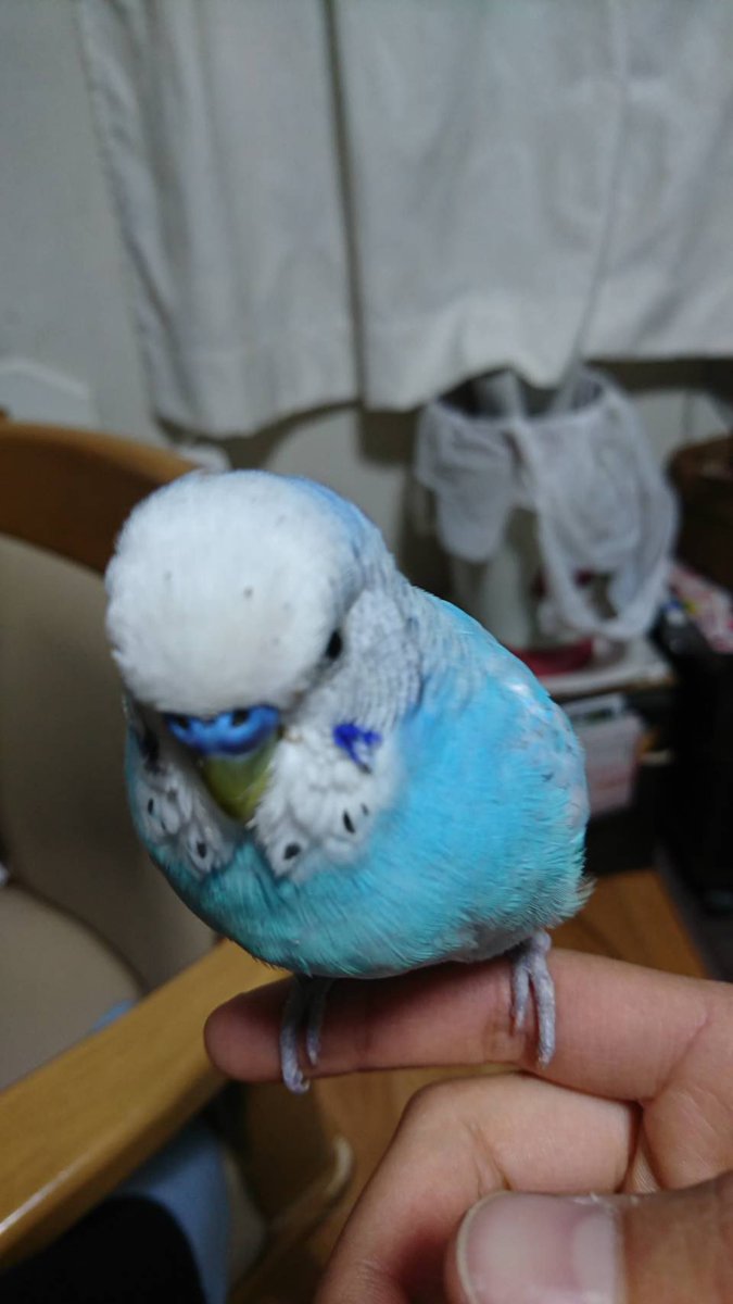 coeur_de_lange's tweet photo. 尼崎市武庫之荘駅北側から
オスのインコが行方不明になりました
名前は「とっちゃん」
名前を呼んだら、わかるそうです
見かけた方、情報をお持ちの方は
最寄りの警察や私まで
宜しくお願いいたします https://t.co/kxRqTtAPTr