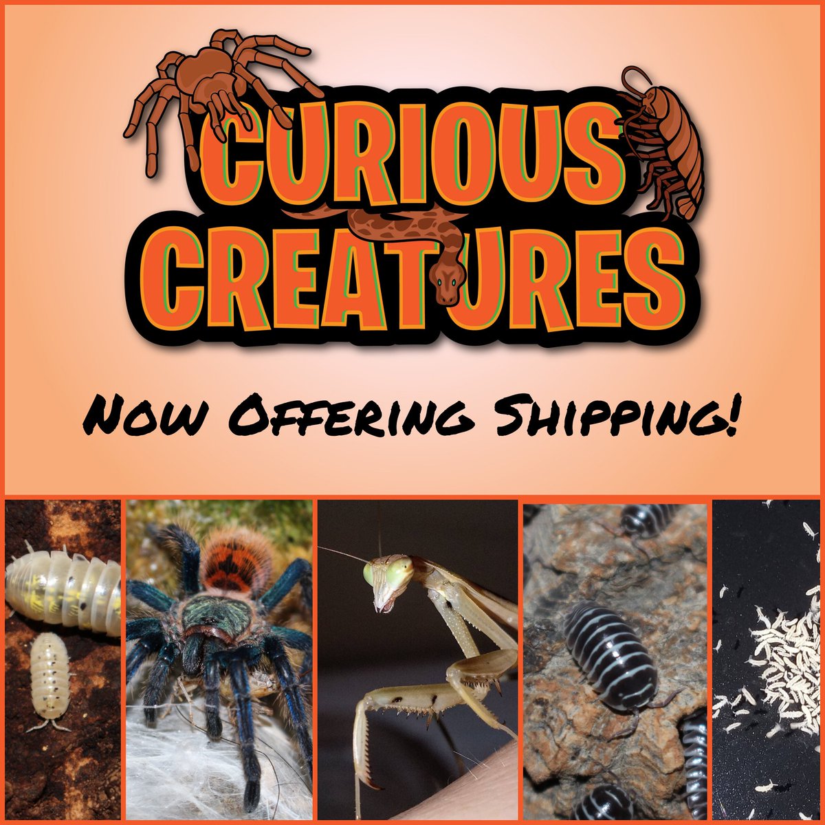 CCExotics's tweet image. We now offer shipping, within Canada 🇨🇦, on a number of items and animals. 🙂
Animals are shipped via @FedExCanada Priority Overnight &amp;amp; are guaranteed (by Curious Creatures) to arrive alive!

#Canada #SmallBusiness #CaptiveBred #ExoticPets #PetStore #NativeOwned