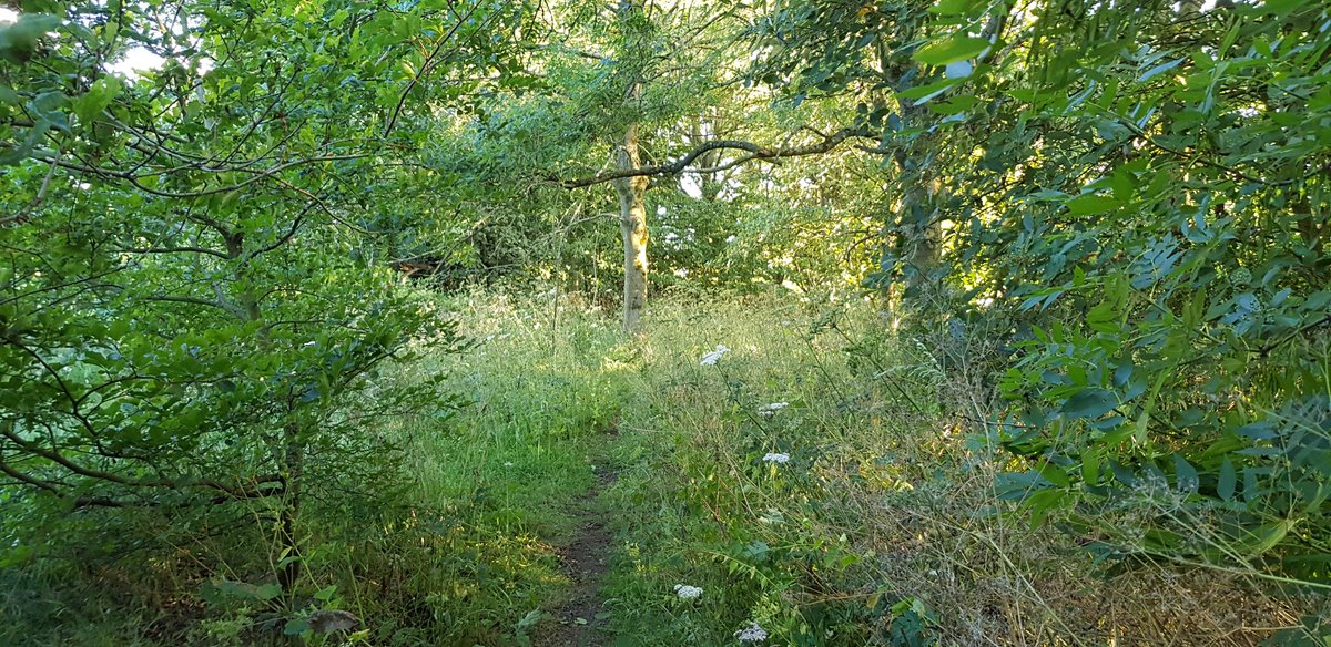 More pics from earlier....Been nice walking the woods...