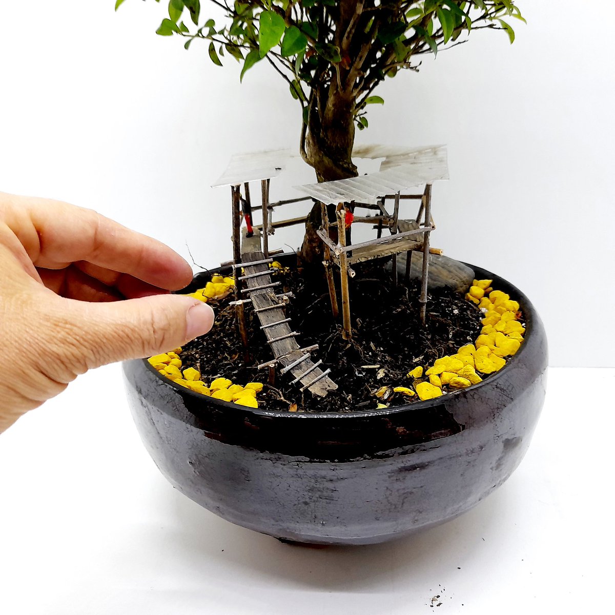 VictorEncalada8's tweet photo. Bonsái Desing
#bonsai #tree #news #Days https://t.co/U1eeyOGRHz