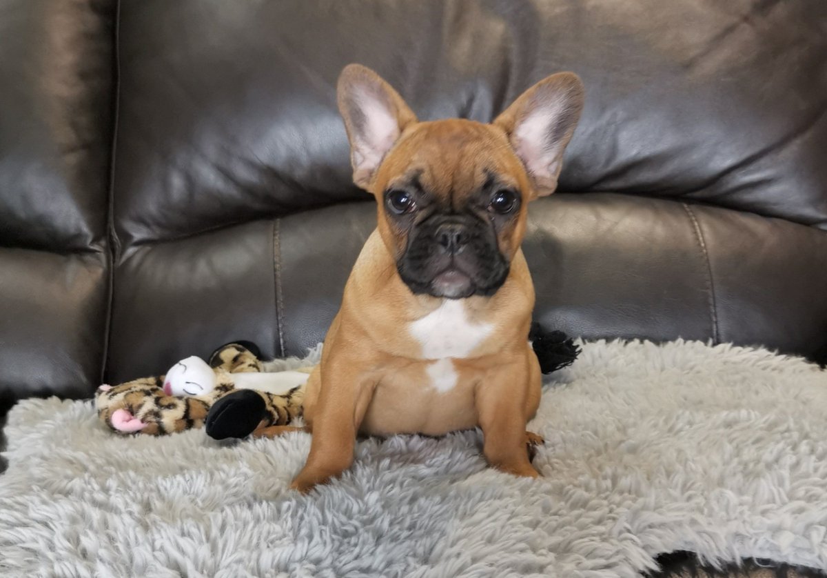 uniquFB's tweet photo. Summer the adorable red fawn frenchie! Wouldn't you just love one to call your own... Visit the website to see more unique frenchieโค๏ธ https://t.co/zffDrfUAHT
#frenchbulldog #frenchie #redfawn #redfawnfrenchie #frenchiesoftwitter #frenchieworld #frenchbulldog_feature https://t.co/3C5iQ38VSU