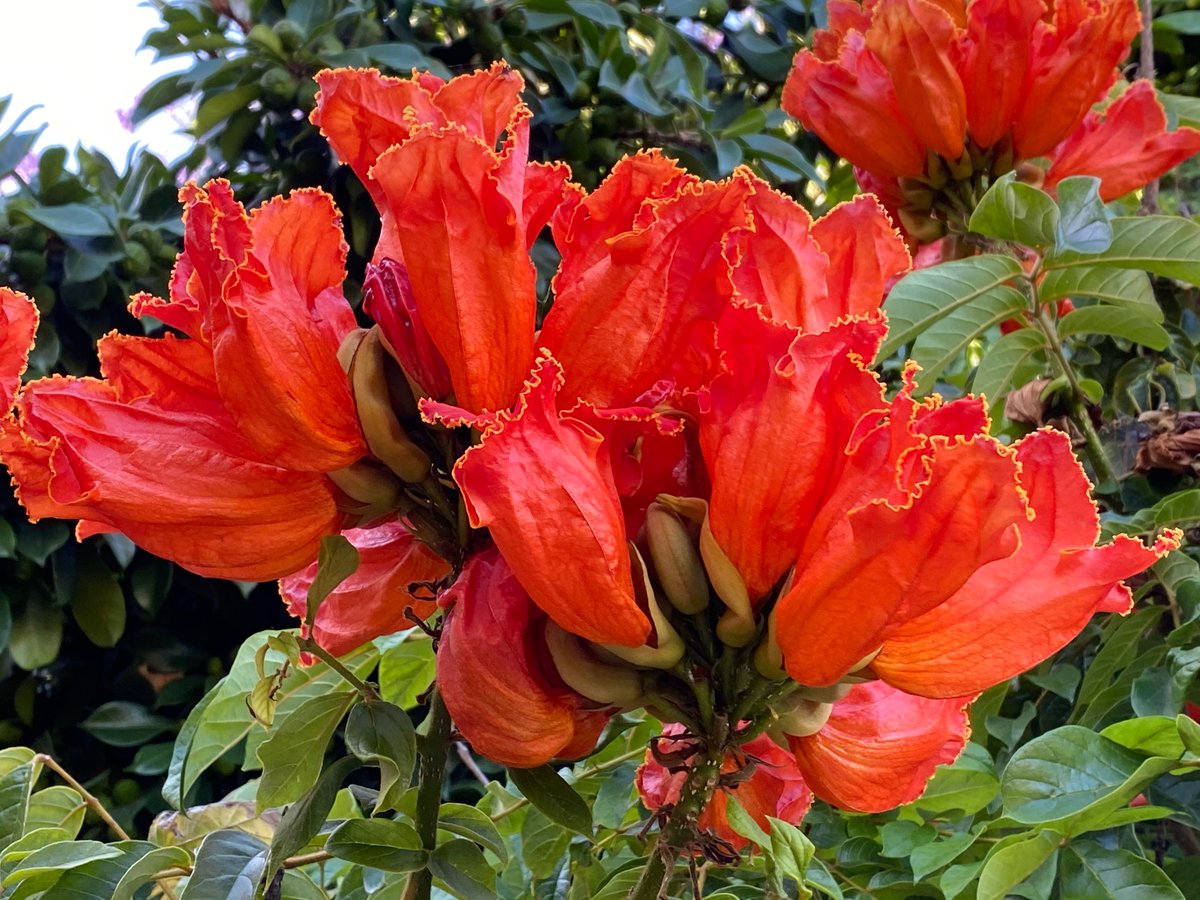 PlantShowcase's tweet photo. Close-up of an African Tulip Tree flower #Spathodea blooming in San Diego, California. https://t.co/3emQxA1oLu