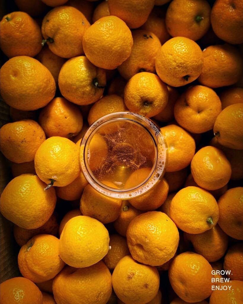 Van_Dieman's tweet photo. A little snippet from todayโs work (making use of school holiday labour), and a glimpse into the future ๐๐๐
.
.
.
.
.
#growbrewenjoy #spontaneous #spontaneousale #lambic #lambicinspired #fruitlambic #fruitspontaneous #vandiemanbrewing #vandieman #beโฆ https://t.co/aEEsrwkT1a https://t.co/te19isdo47