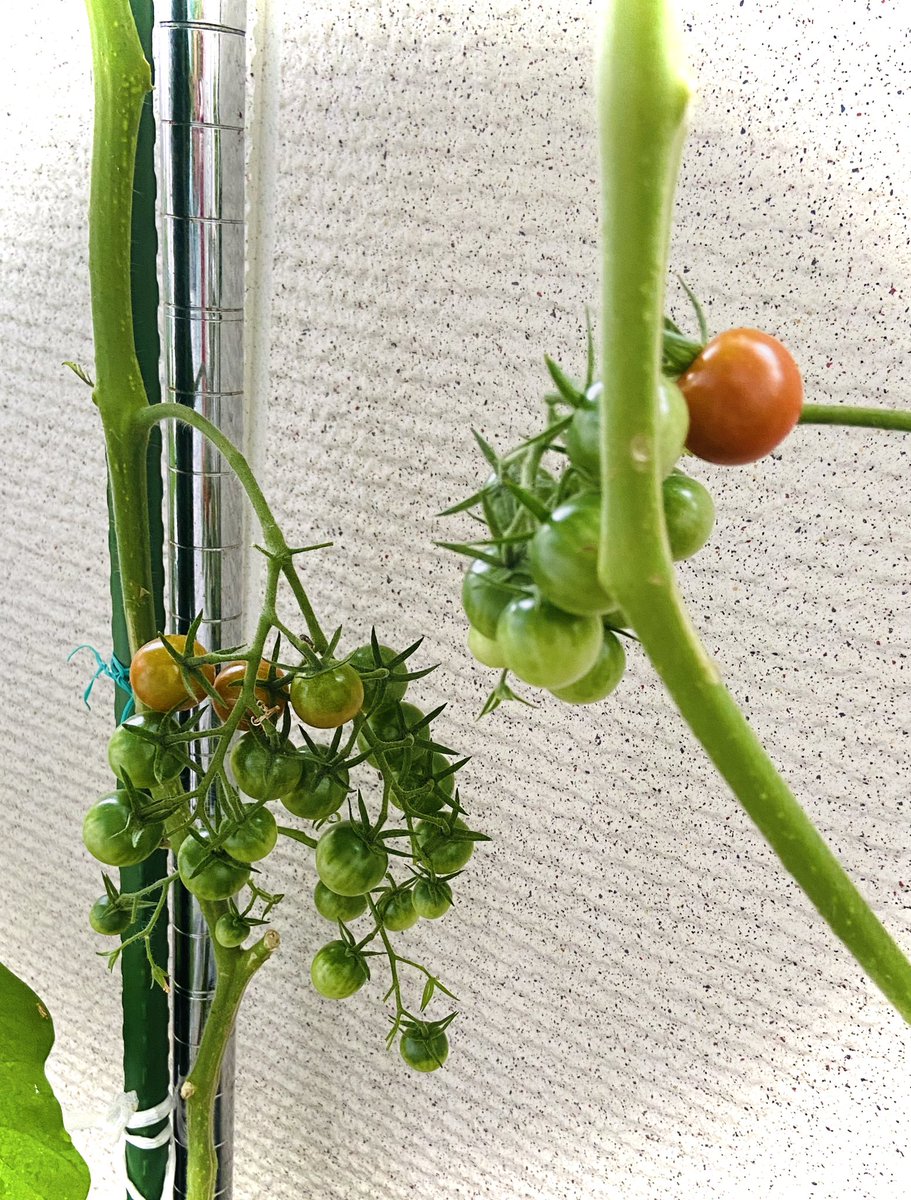 Poco 収穫出来ると嬉しいですよね 我が家は長雨だったせいかミニトマトは全滅してしまいました きゅうりはまあまあ バジルは絶好調 暑さにつよい 例年にない苦戦のベランダ栽培の夏でした クレッシェンドさん菜園の記録 実は楽しみに読んでまし