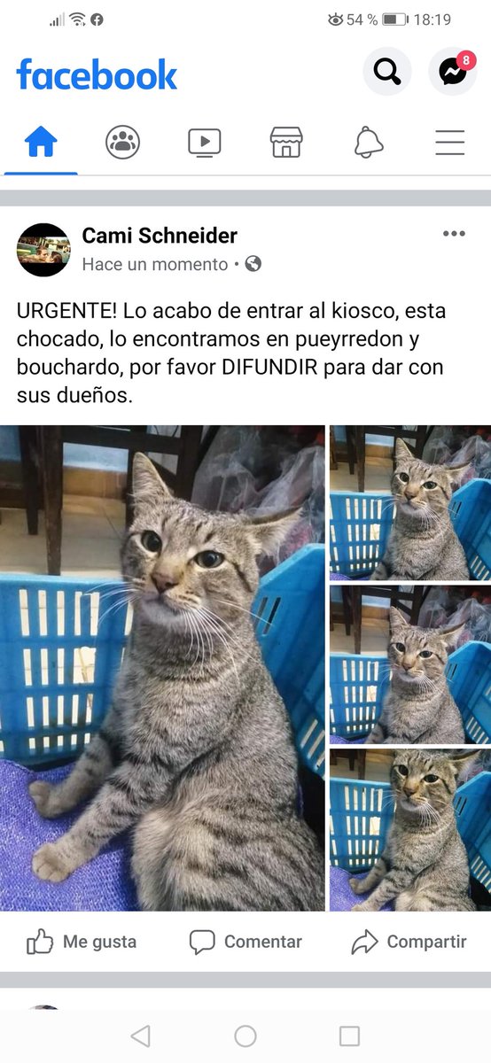 CamiLulito's tweet photo. POR FAVOR NECESITAMOS AYUDA ECONOMICA PARA LOS GASTOS VETERINARIOS! EL QUE QUIERA COLABORAR ME HABLA POR FAVOR!!!
OJALA APAREZCAN SUS DUEÑOS, MIENTRAS TANTO LE VAMOS A DAR TODOS LOS CUIDADOS NECESARIOS PARA QUE SE RECUPERE!!!!
VILLA BALLESTER. https://t.co/cjkEIdmbB3