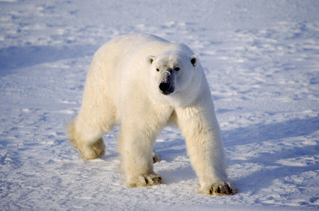 arca_zoo's tweet photo. Oso polar (Ursus maritimus). (1)
El #osopolar es el carnívoro terrestre más grande del mundo. La longitud de las hembras va entre 1.4 y 2.8 m mientras que los machos pueden alcanzar los 3.0 m. Su peso bordea los 450 kg aunque se han documentado ejemplares con un peso de 700 kg. https://t.co/fLW4biKm29