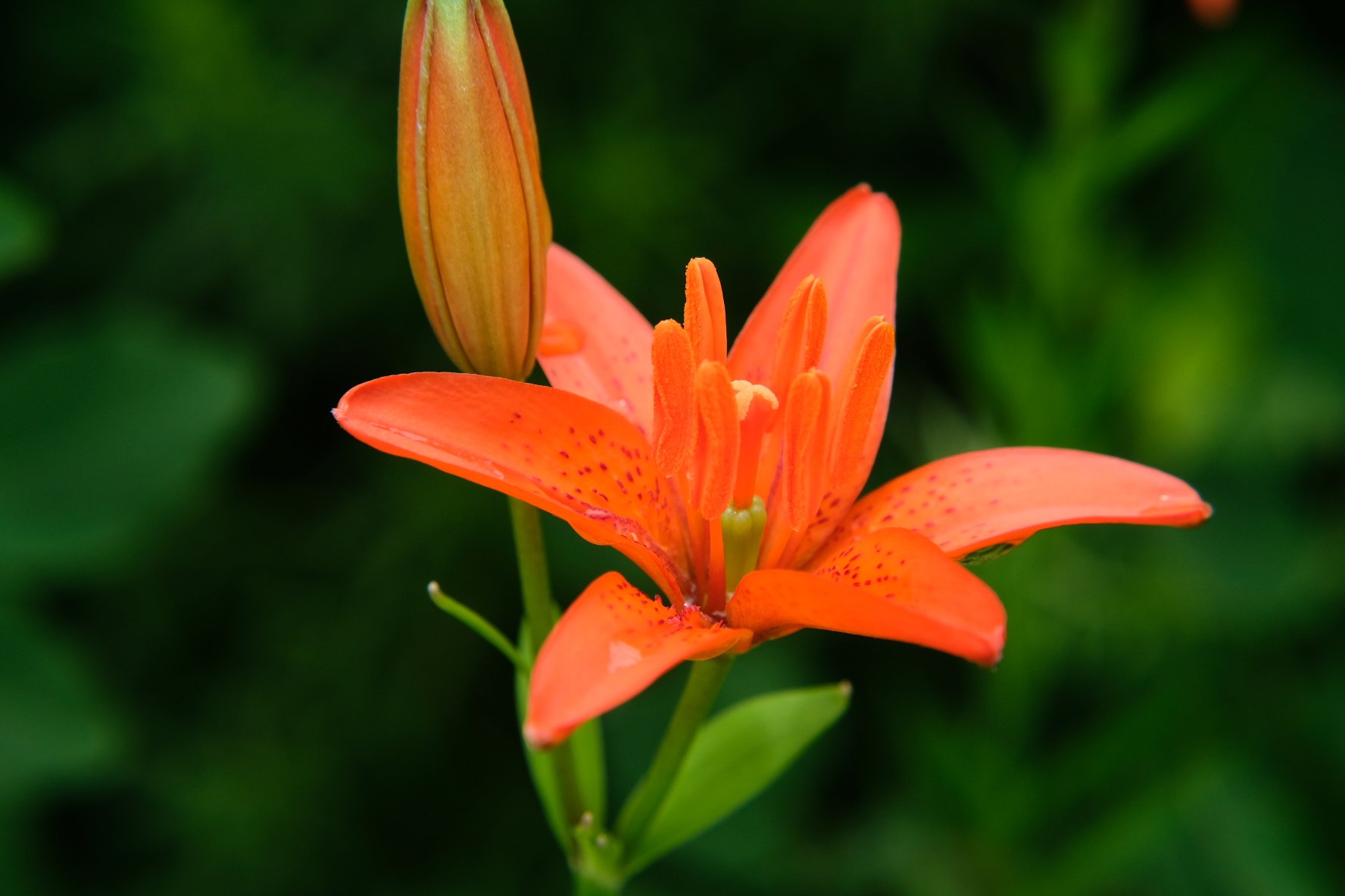 夕菅 ユウスゲ ヒメユリ 姫百合 Star Lily 阿蘇の夏らしい赤い花ヒメユリも咲いてました 先日もアップしましたが阿蘇でも新緑の夏草の中で鮮やかに咲いてました T Co Fzvlpez2zp Twitter