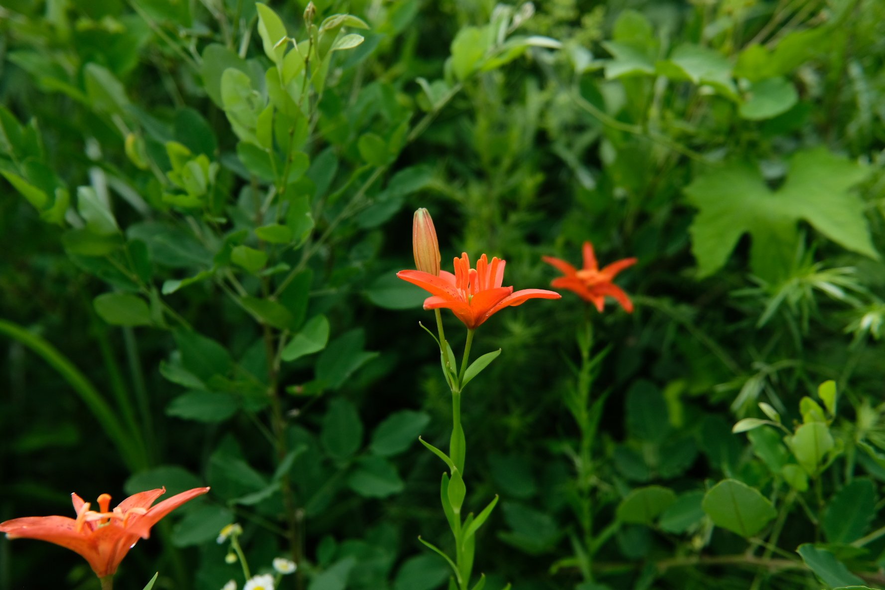 夕菅 ユウスゲ ヒメユリ 姫百合 Star Lily 阿蘇の夏らしい赤い花ヒメユリも咲いてました 先日もアップしましたが阿蘇でも新緑の夏草の中で鮮やかに咲いてました T Co Fzvlpez2zp Twitter