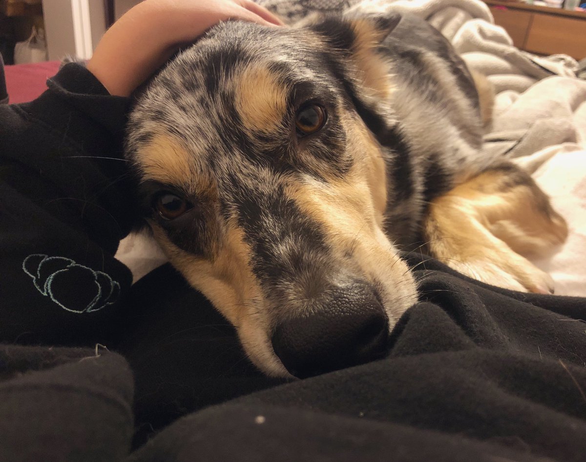 xgabrielibrax's tweet photo. Someone’s happy to have his mommy home I think 🥺🥺 #neverleavemeagain also peep the Said the Sky hoodie 🥐🥰 https://t.co/3qdxwcsiB8