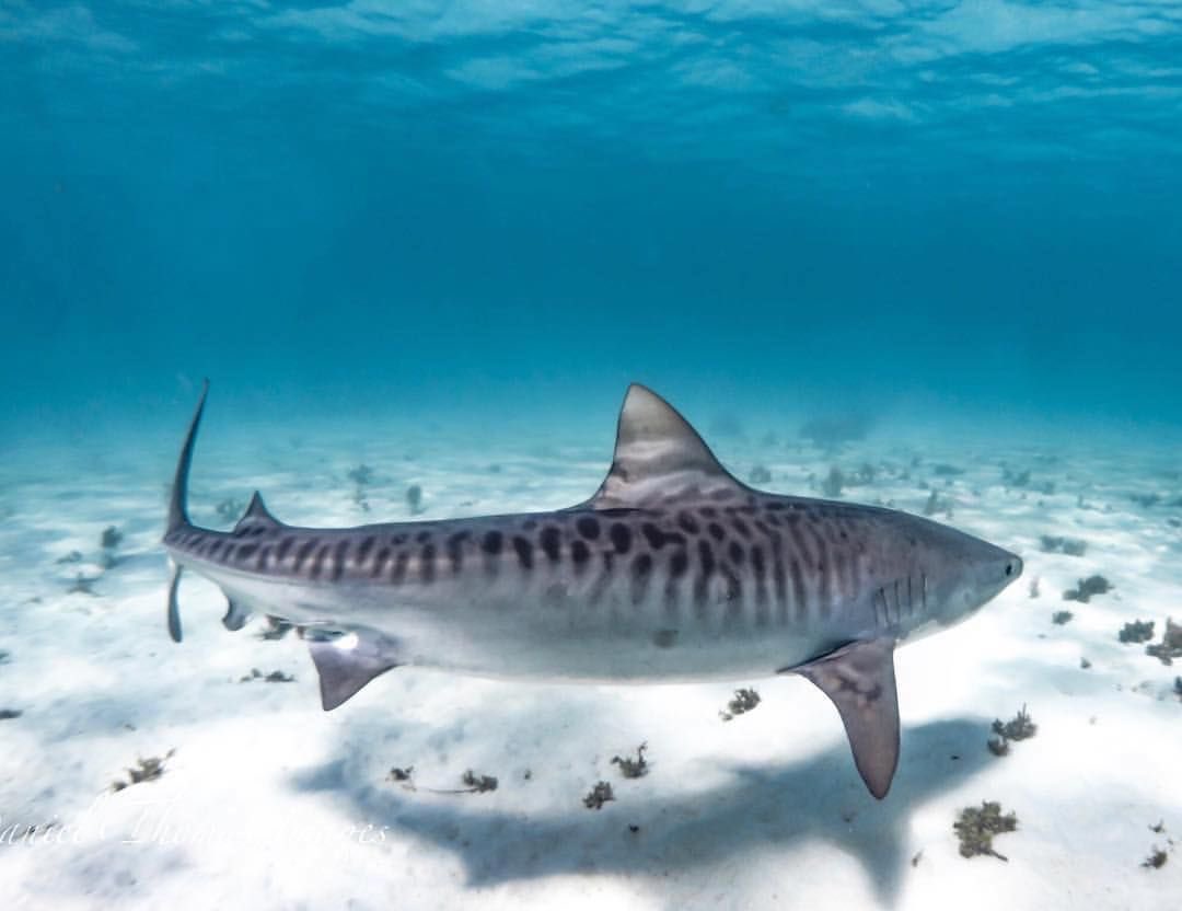  #1 TIGER SHARK-trash cans of the sea; they’ll eat anything & i mean literally anything-exquisite markings-hunts in the dark with help of special sensory organs-sacred to some cultures-teeth are very specialized and effective -in the top 3 for shark attacks-just plain sexy