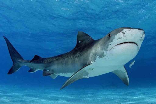 #1 TIGER SHARK-trash cans of the sea; they’ll eat anything & i mean literally anything-exquisite markings-hunts in the dark with help of special sensory organs-sacred to some cultures-teeth are very specialized and effective -in the top 3 for shark attacks-just plain sexy