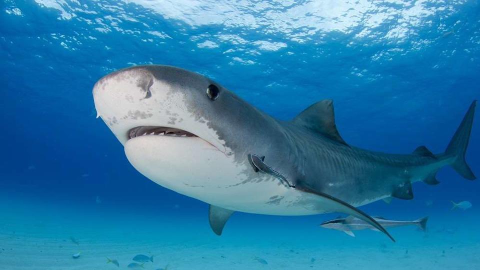 #1 TIGER SHARK-trash cans of the sea; they’ll eat anything & i mean literally anything-exquisite markings-hunts in the dark with help of special sensory organs-sacred to some cultures-teeth are very specialized and effective -in the top 3 for shark attacks-just plain sexy