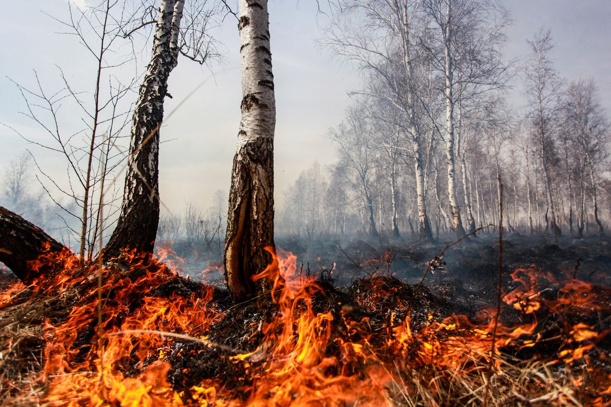 Siberia, the proverbial coldest place, situated way up at the top of the globe in the #Arctic circle, is experiencing record warm temperatures, melting sea ice, and massive wildfires. #climatechange Read on: ow.ly/Mn6P50ArnRb