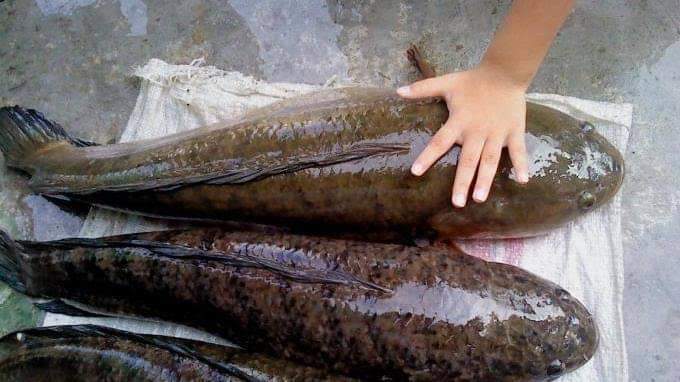 Excel_Dee's tweet photo. ~ MANFAAT IKAN GABUS UNTUK KESEHATAN ~

Ikan gabus adalah salah satu ikan air tawar yg paling digemari untk dikonsumsi di Indonesia.

Kandungn ikan gabus kaya akan protein yg tinggi dan kandungan gizi yg mengalahkan gizi ikan salmon. https://t.co/2NpCgDmEjN