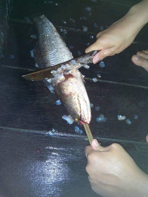 Excel_Dee's tweet photo. ~ MANFAAT IKAN GABUS UNTUK KESEHATAN ~

Ikan gabus adalah salah satu ikan air tawar yg paling digemari untk dikonsumsi di Indonesia.

Kandungn ikan gabus kaya akan protein yg tinggi dan kandungan gizi yg mengalahkan gizi ikan salmon. https://t.co/2NpCgDmEjN