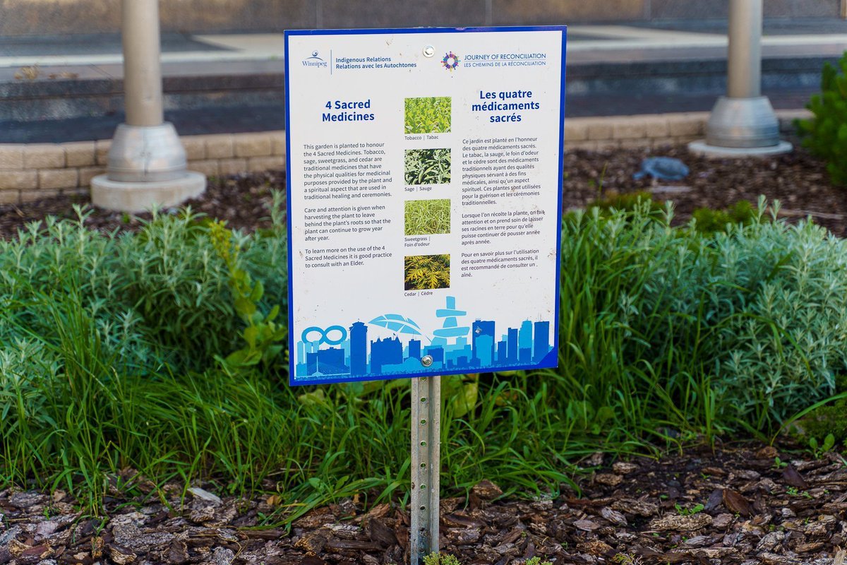 BrianTDBowman's tweet photo. Four sacred medicines once again growing at Winnipeg’s City Hall. Tobacco, sage, sweetgrass and cedar are used for healing and traditional ceremonies. Thank you elders, @cityofwinnipeg Indigenous Relations, and gardeners, for this beautiful, purposeful display. https://t.co/tKmLKPQvVU