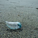 【危険】神奈川県の海岸にカツオノエボシが漂着、絶対に触れないで!