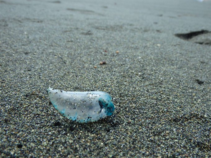 神奈川県の海岸に猛毒の 電気クラゲ 出現中 刺されるとものすごく痛い Sirabee