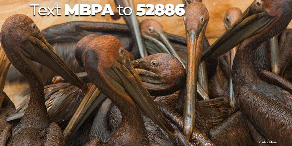 HeavenlyGuides's tweet photo. .@mikegarcia2020, the Trump Admin used #COVID-19 as a screen to remove federal protections from #birds, despite strong opposition from the public. I urge you to restore these long-standing protections by cosponsoring the #MigratoryBirdProtectionAct! #ProtectTheBirds https://t.co/dTbBlUEJk0