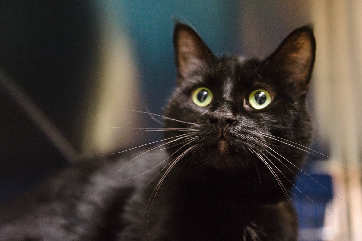 OregonHumane's tweet photo. Look at this sweet face! 😻 JJ has been at OHS for over a month now awaiting his forever home. Could it be with you? Get to know him (video included!): https://t.co/W8Y9t1PTtq
#ohspets #sheltercats #MeowMonday https://t.co/a96yexGdBk