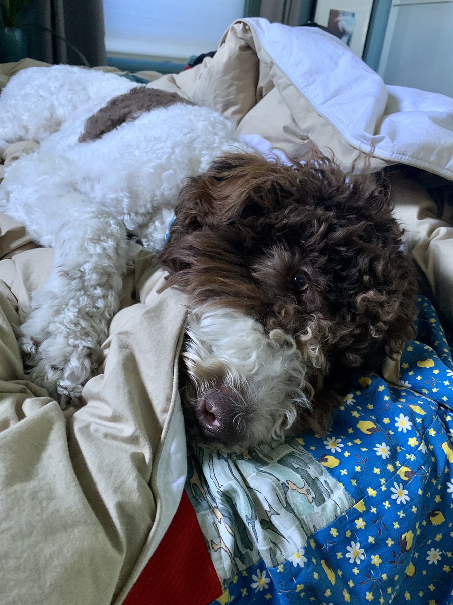 basco's tweet photo. @4lisaguerrero @anamariecox Puppy’s afternoon catnap https://t.co/U9jf5PhUph