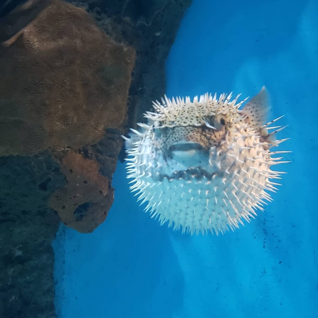 drtimsaquatics's tweet photo. Stressed fish?⁣
⁣
If your fish are showing signs of stress, consider adding a dose of First Defense. ⁣

#FirstDefense #pufferfish #puffer #DrTimsAquatics #aquarium #health #fishhealth #immunity #destress #fishtank #stress #puff #stressedfish #slimyfish #aquariumhobby #s… https://t.co/qrtKAa8IK1