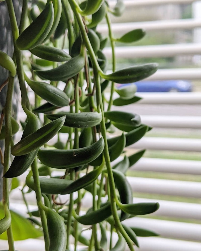 rareoids's tweet photo. String of bananas
#plants #plant #plantsofinstagram #plantsmakepeoplehappy #plantmom #plantlover #urbanjunglebloggers #urbanjungle #aroidaddicts #aroid #aroidcollector #aroidsofinstagram #calathea #variegatedplants #gardening #garden #indoorgarden #h… https://t.co/4P0k5sMWhG https://t.co/iJKkby6HHE