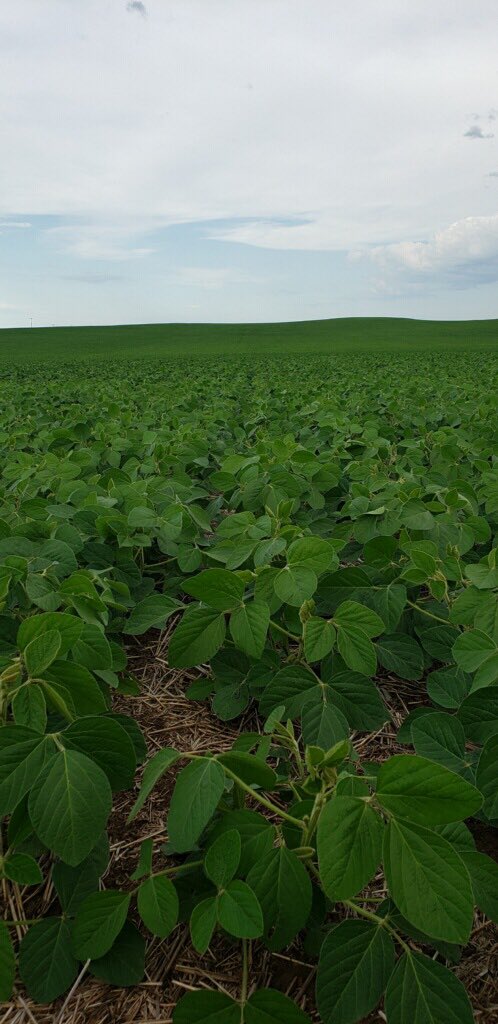 Mandanmark's tweet photo. Rea Hybrids 0516 Extend Soybeans 9 miles north of Belfield North Dakota. Arrow K Farms has had a lot of success with these beans in Western North Dakota! https://t.co/BbzHr5Ka9a
