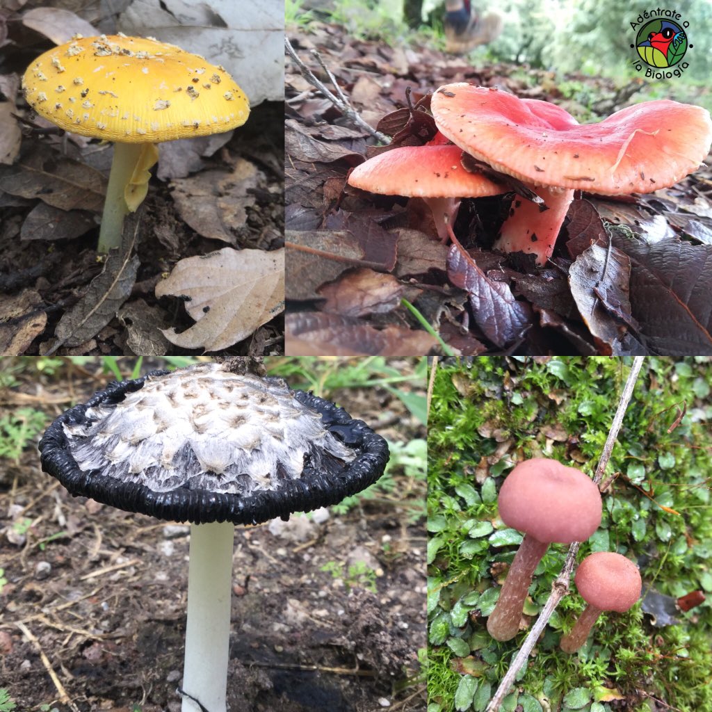 PlantLoverBoy's tweet photo. En los #basidiomicetos encontramos los #carpóforos más populares que todos conocemos y aún así hay muchas formas peculiares:
1. #SETAS: clásicos hongos con estípite y píleo. https://t.co/PXpUV1alG5