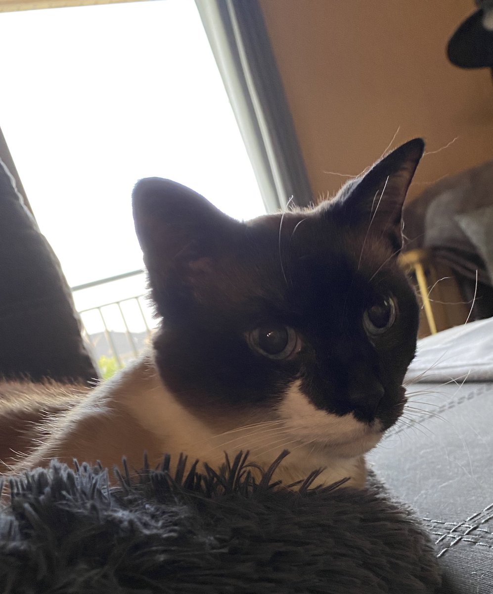 ATony_raps's tweet photo. Planning the punishment cause moms brought a fuckin new kitten to my crib when she ain’t even axed my goddamn permission. Moms is cut out tha royalties fa real fa real. https://t.co/pXJpf17DNw