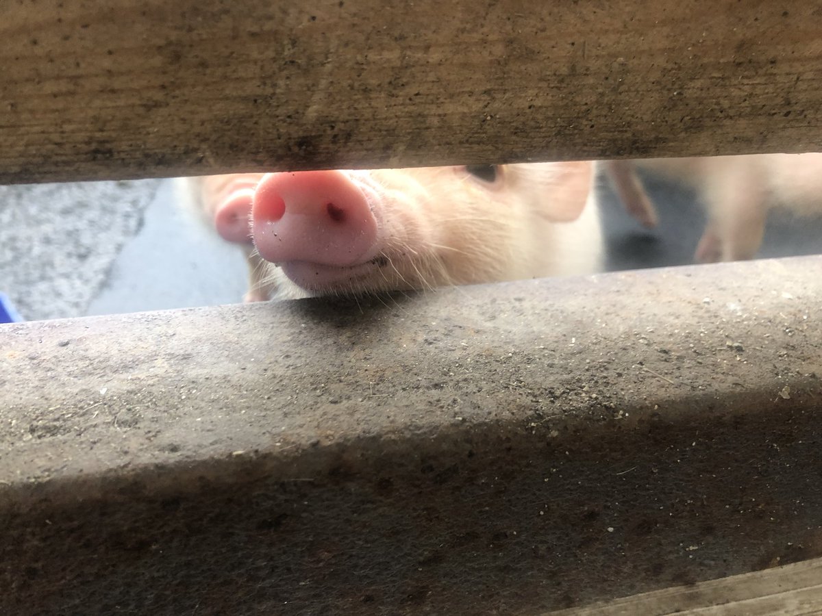おおだちさん 久しぶりに榎本牧場へロードバイクで尋ねたら ミニブタの赤ちゃんが生まれたんだって ミニブタの赤ちゃんだから ミニミニブタってくらいちっちゃかった 可愛すぎかよ 榎本牧場