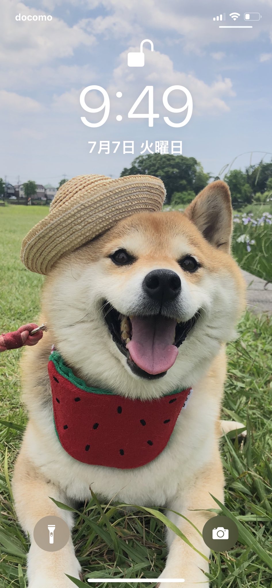 Twitter 上的 柴犬ハナ おかーさんの 待ち受けと ロック画面とキーボード ハナちゃんだらけー 最後はオマケ ﾉ ﾉぷぷ ｯ T Co M9prtjvoa6 Twitter