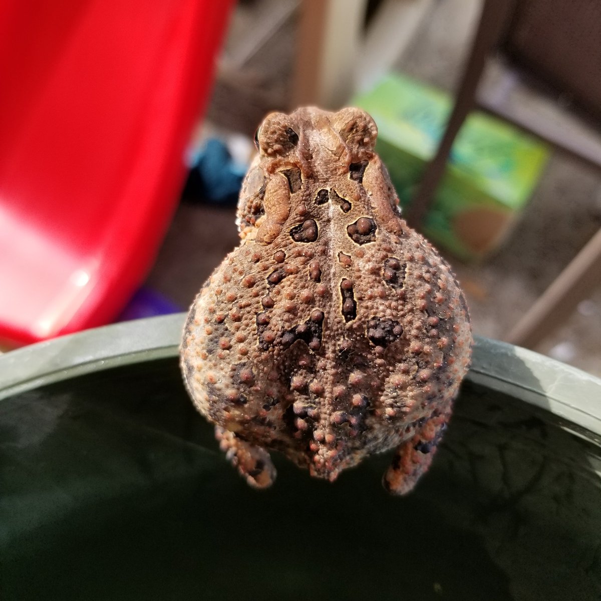 dragonsong's tweet photo. @AmphibianPhil @SalamanderJenn @ToadallyPriya My porch buddy is obviously the loveliest toad. #ToadOff https://t.co/xuHo418qR2