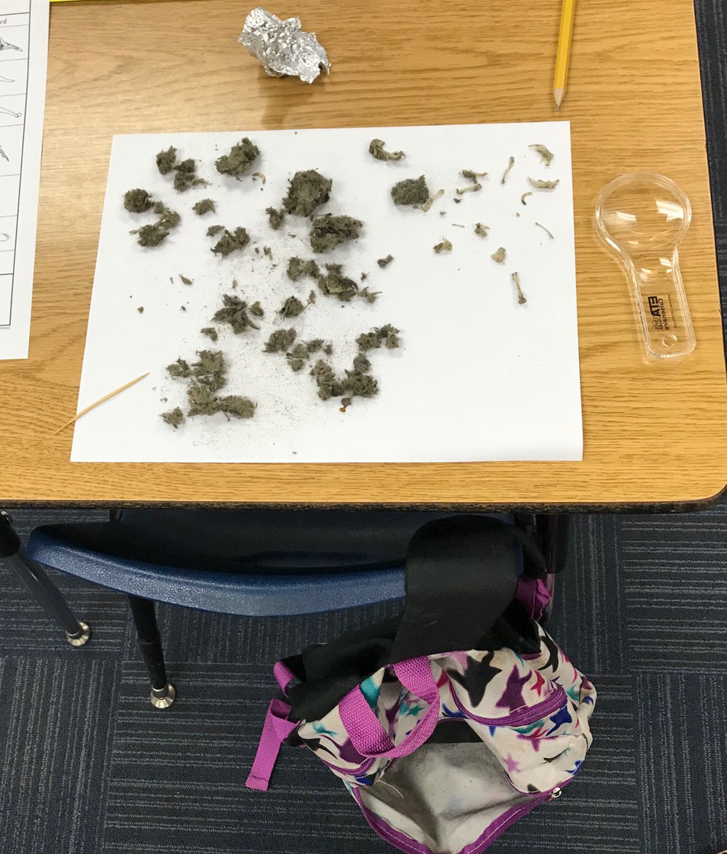 Mott_Leader's tweet photo. Summer learning at its best-dissecting owl pellets #r7proud #madeinr7 #1sdaySLI https://t.co/60LTMxmoiU