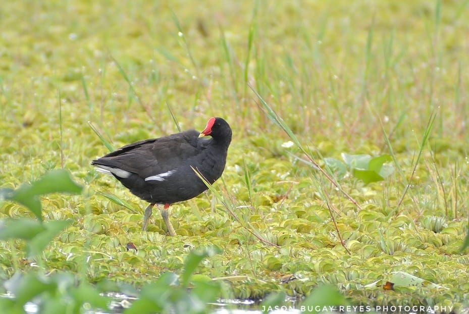 jasonbugayreyes's tweet photo. Common Moorhen

Plenty and mostly found at the paddy fields #birds #birdsofborneo #nature #wildlife #exploresabah #sabah #KotaBelud #Tempasuk

#Digiscoping with #SwarovskiOptik STX95 + Nikon V1 ~ 2430mm

#SwarovskiOptikAmbassador
#SeeTheUnseen
#onewithnature
#birdguides https://t.co/mOczsxB3xS
