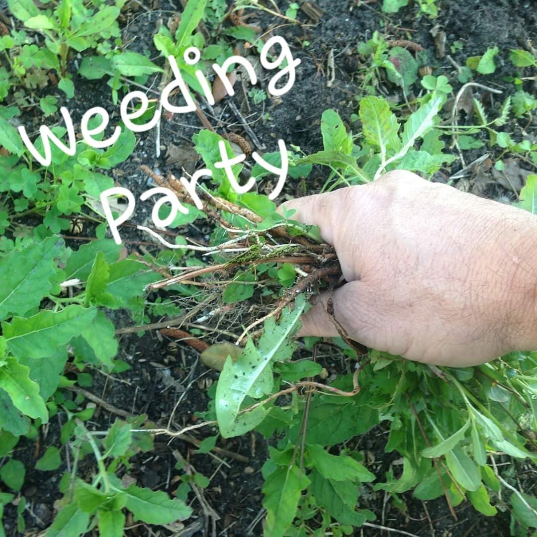 Our previous social-distanced weeding partys went so well, we are going to do it again this Tuesday at 7:00 pm.

If you have an hour or so Tuesday, July 7th at 7:00 p.m., come out to the club and pull some weeds and help get the club looking in top form.