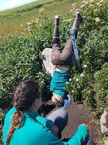 ALAR_UNB's tweet photo. MSI 2020 Update: the team has wasted no time getting down and dirty catching up on our Atlantic Puffin productivity! ✅ The chicks are looking chunky but that’s the way we like it..a partial season is better than no season! #AtlanticPuffin #Seabirds #WomenInSTEM #womeninscience https://t.co/c5n4flbI54