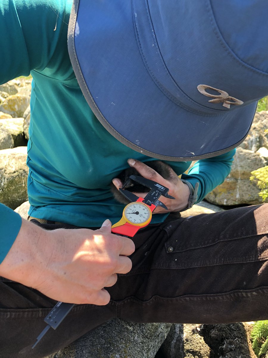 ALAR_UNB's tweet photo. MSI 2020 Update: the team has wasted no time getting down and dirty catching up on our Atlantic Puffin productivity! ✅ The chicks are looking chunky but that’s the way we like it..a partial season is better than no season! #AtlanticPuffin #Seabirds #WomenInSTEM #womeninscience https://t.co/c5n4flbI54