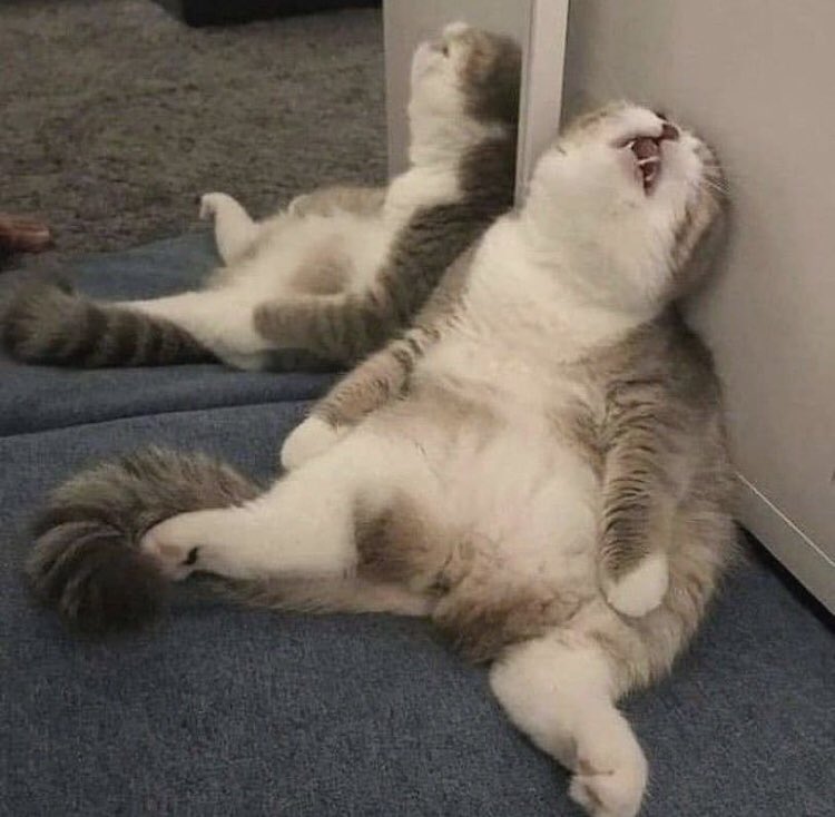 ohanamas's tweet photo. Quando o jantar é pesado!!😅🤣 https://t.co/83p3nv28QT