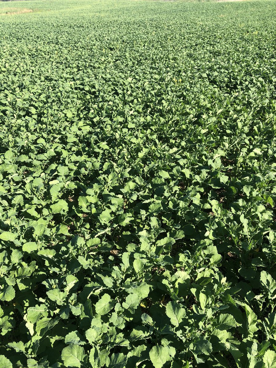 JasonPi33899008's tweet photo. Things are growing not by the day but by the hour!! Amazing how some of these crops have come in the passed few days! It all starts with low salt @V6Agronomy #TK10 @AndersonsPNAg #humic @TopkropInc #kugler2075 @Earth__Smart  #defender.   #4R #saskag #invigor https://t.co/0gRa0CipWE