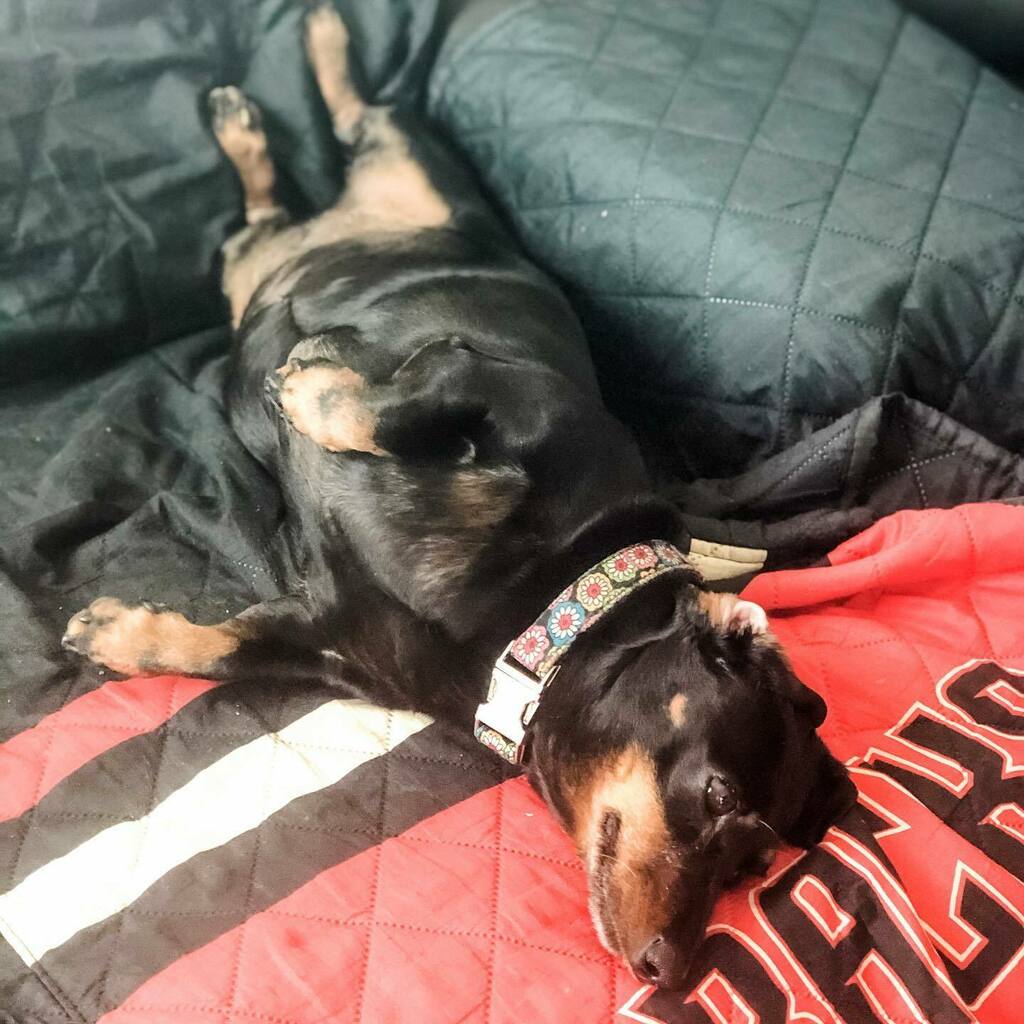 karenbatson's tweet photo. Shelby here, wondering if baseball is EVER coming back ⚾️ #lvdoxns #dbacks https://t.co/XUVD8fFUla https://t.co/lcPgSCD849