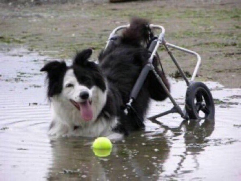 CoolXDogs's tweet photo. Dogs are not happy because they have the best of everything, dogs are happy because they make the best of everything. #learnfromdogs https://t.co/r9TMGwIURv