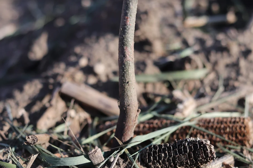 prudenterra's tweet photo. #TreeTipTuesday: 
The #rootcollar of a newly planted #tree (where #stemtissue meets #roottissue) should be flush with ground level after the soil settles. A slight bend at the bottom of this trunk indicates that the tree was planted too shallowly. #forestry #root #treeplanting https://t.co/7P1V5ooUbq