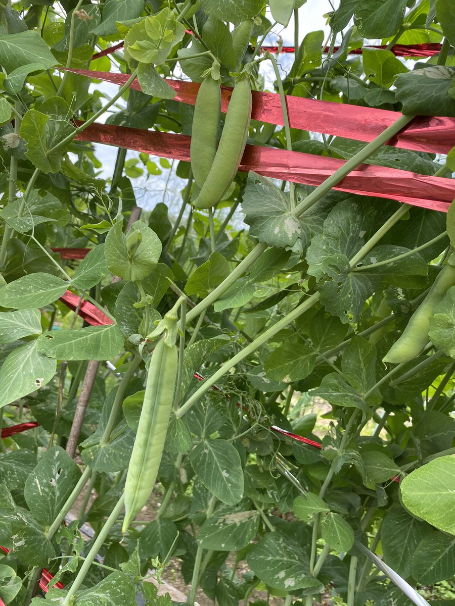 あやもも またまた 家庭菜園 我が家の豆類を紹介 もうすぐ収穫できそうな 空豆 とっても重宝する うすいえんどう 摘芯 栽培の 枝豆 早生 だだちゃ豆 毛豆 の３種類です 150苗あります 最後は スナップエンドウ です 木酢液 のおかげで