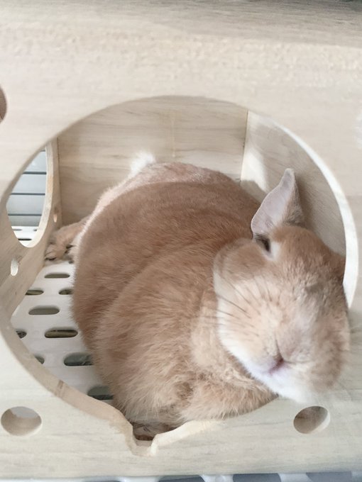 うさぎのみみちゃんのtwitterイラスト検索結果